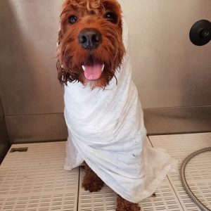 Cockerpoo-grooming-tilehurst