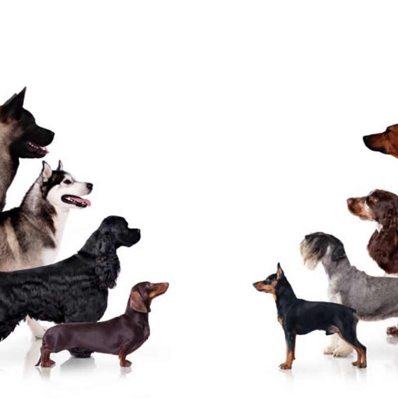 dog-groomer-reading-8-dogs dog-groomer-reading-8-dogs