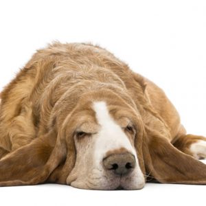 dog-groomer-reading-basset dog-groomer-reading-basset