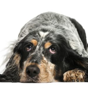 dog-groomer-reading-black dog-groomer-reading-black