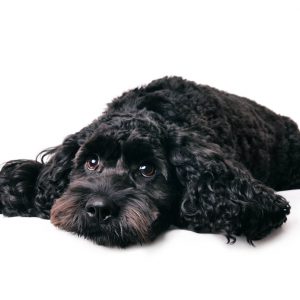 dog-groomer-reading-spaniel dog-groomer-reading-spaniel