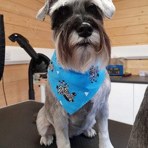 dog-grooming-tilehurst-reading-berkshire