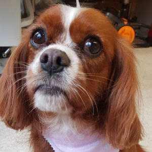 small-dog-groomer-tilehurst-reading-sq